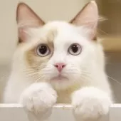 ラグドール【東京都・女の子・2025年3月31日・シールトーティーシェルポイントバイカラー】の写真12