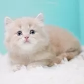 サイベリアン【東京都・男の子・2025年10月18日・クリームタビー&ホワイト】の写真9