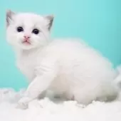 ラグドール【東京都・男の子・2025年10月4日・ブルーポイントバイカラー】の写真9