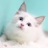 ラグドール【東京都・男の子・2025年9月26日・ブルーポイントバイカラー】の写真9