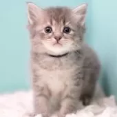 サイベリアン【東京都・男の子・2025年11月14日・ブルータビー &ホワイト】の写真9