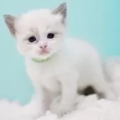 ラグドール【東京都・男の子・2025年10月7日・ブルーポイントバイカラー】の写真9