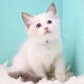 ラグドール【東京都・女の子・2025年9月26日・ブルーポイントバイカラー】の写真9