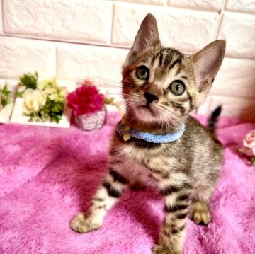 ベンガル【埼玉県・男の子・2024年8月15日・ブラウンスポテッドタビー(ロゼット)】の写真「甘えん坊な可愛い男の子くん」