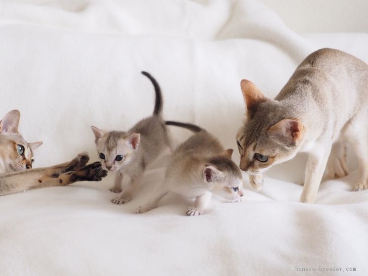 パパ猫はTICA ダブルグランドチャンピオン、ママ猫はTICAチャンピオンの優良血統！！｜宮本　恭子(みやもと　きょうこ)ブリーダー(京都府・シンガプーラ・CFA/TICA/JCC（旧ACC）登録)の紹介写真1