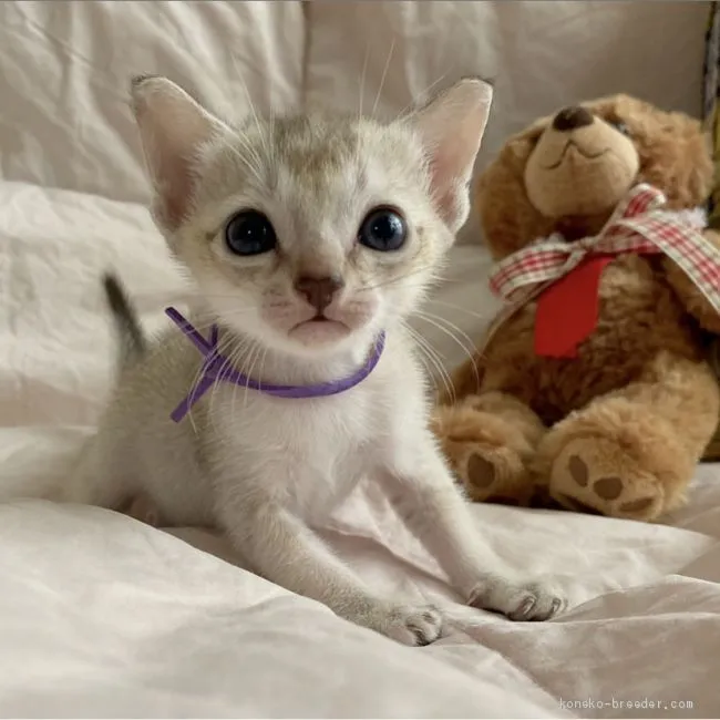 ID:2008-01037の子猫