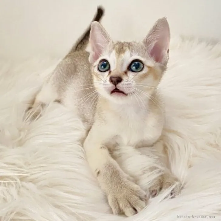 ID：2309-02381の子猫
