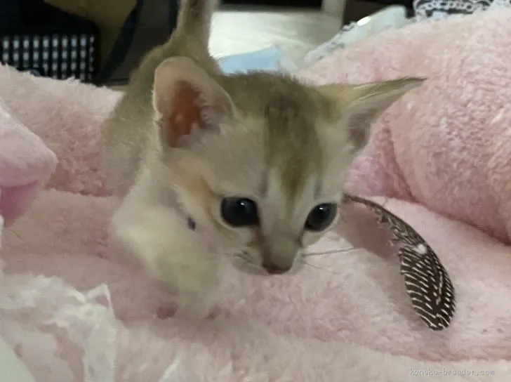 ID:2103-01283の子猫
