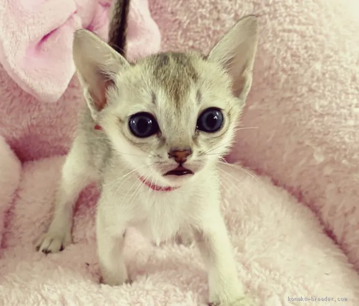 ID:2103-01303の子猫