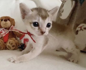 シンガプーラ【京都府・女の子・2020年10月14日・セピアアグーティ】の写真「ママは猫のカタログ掲載中！めちゃめちゃ可愛い女の子」