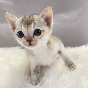 シンガプーラ【京都府・男の子・2023年11月3日・セピアアグーティ】の写真「甘えたな美子猫！パパはCFAグランドチャンピオン！」