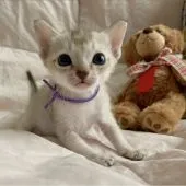 シンガプーラ【京都府・女の子・2020年7月16日・セピアアグーティ】の写真1「ふんわりおっとりした雰囲気がとっても可愛い子です♡」