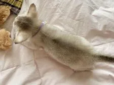 シンガプーラ【京都府・女の子・2020年7月16日・セピアアグーティ】の写真5「柔らかなシルクのような毛並みです🐈」