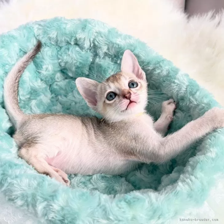 ID:2505-03398の子猫