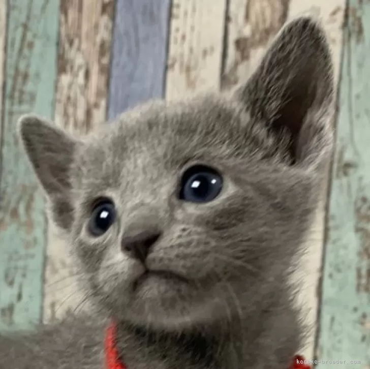 ID:2411-00241の子猫