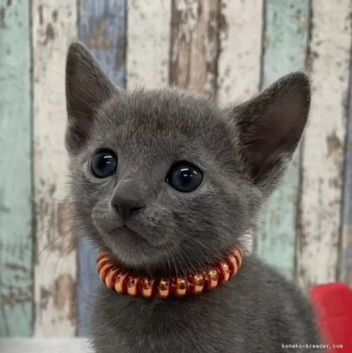 ID：2409-01850の子猫