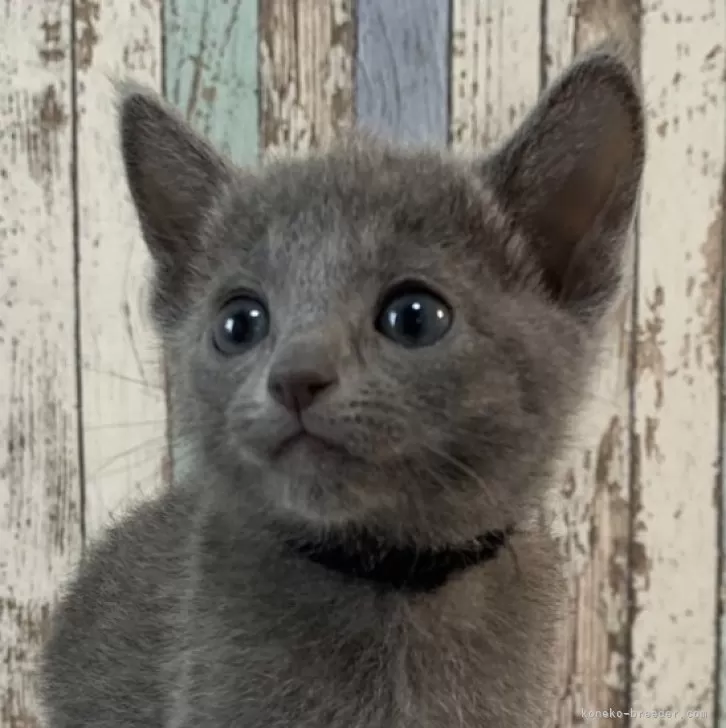 ID:2404-02373の子猫