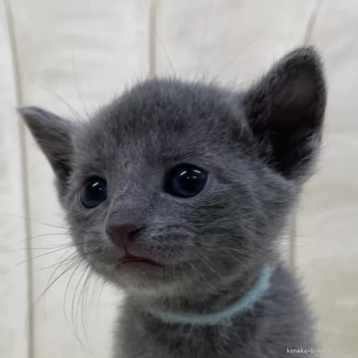 ID：2401-01709の子猫