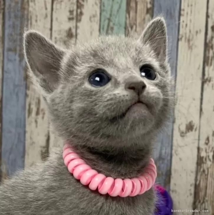 ID：2412-00745の子猫