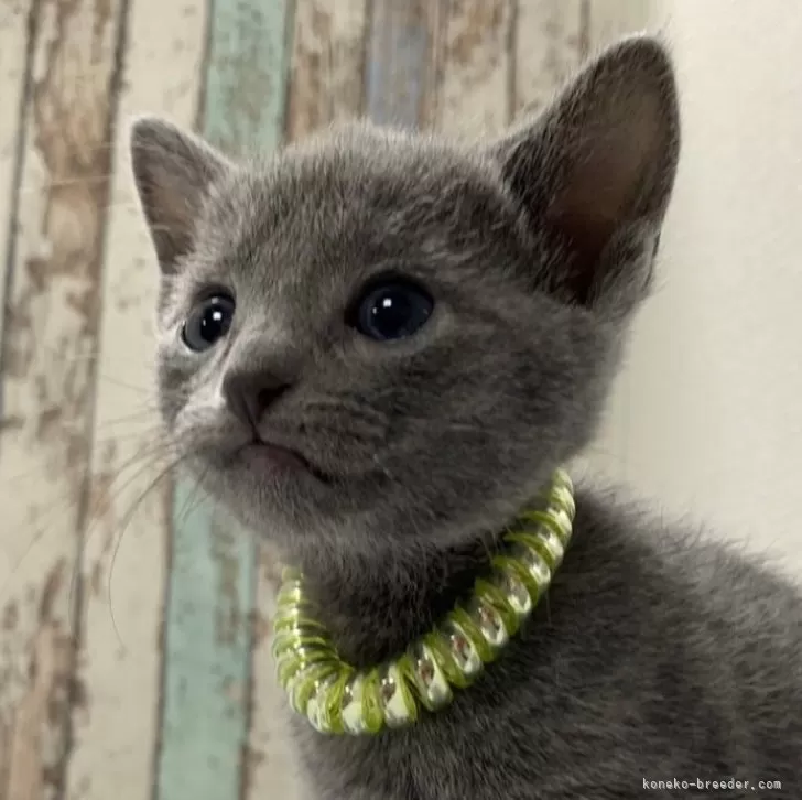 ID:2411-00237の子猫