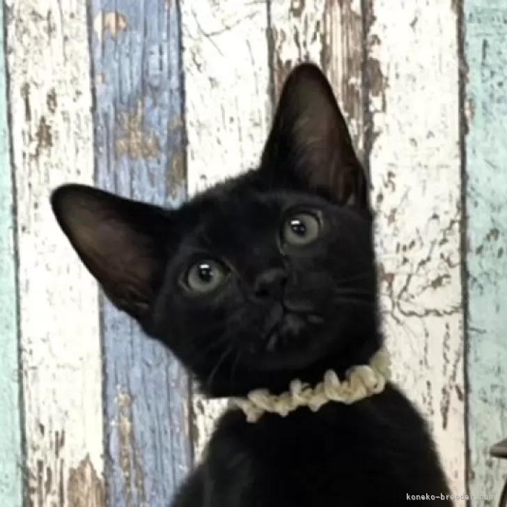 ID：2401-00594の子猫