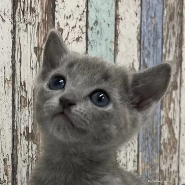 ID：2403-02599の子猫