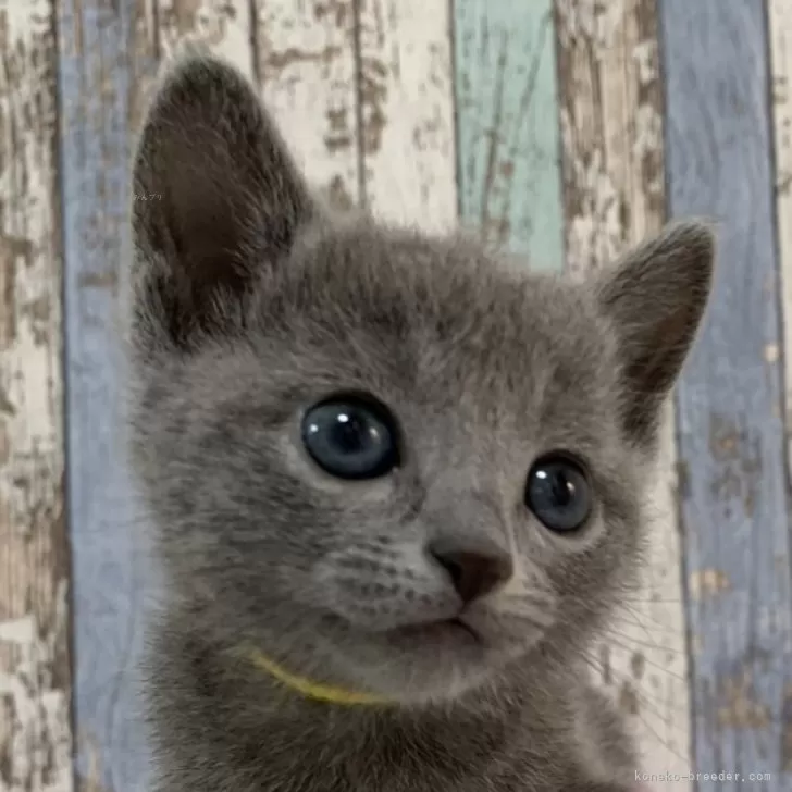 ID:2404-02371の子猫