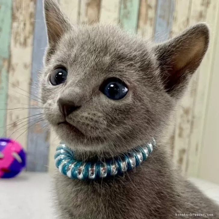 ID：2411-00236の子猫