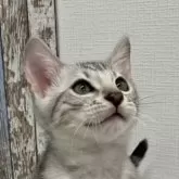 ベンガル【北海道・男の子・2023年10月21日・ブラックシルバー・スポテッドタビー(ロゼット)】の写真1「撮影日　2024.1.6　（生後77日目）」