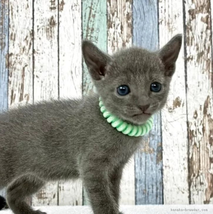 ID：2509-01930の子猫