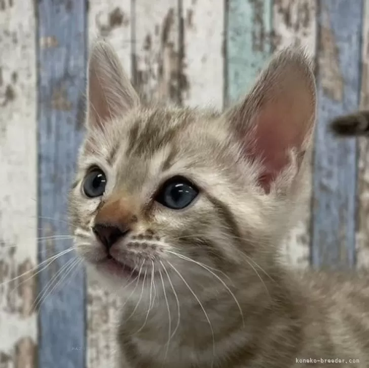 ID：2502-02331の子猫