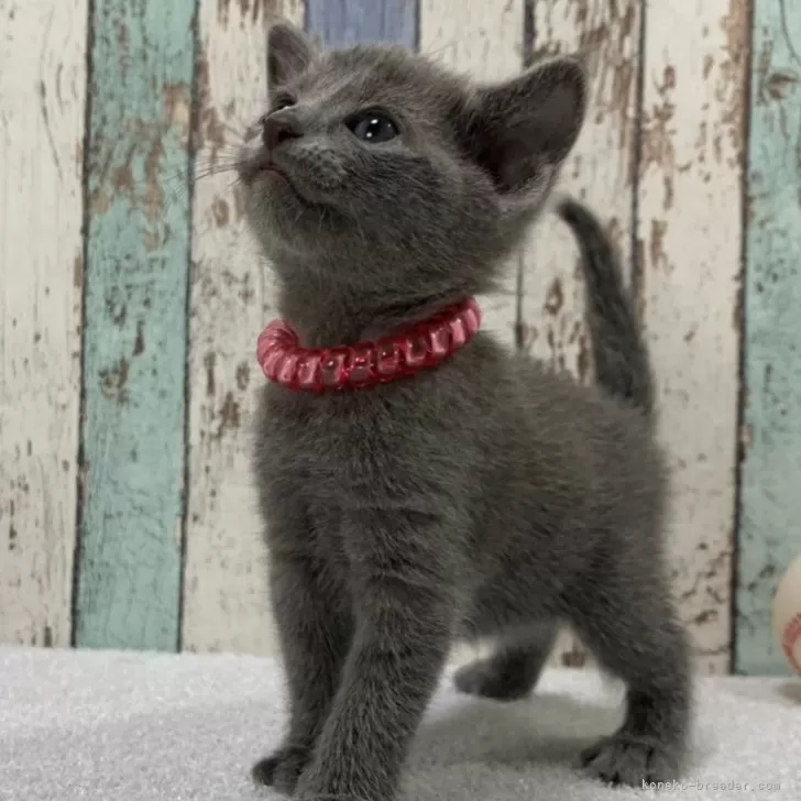 ID:2501-02116の子猫