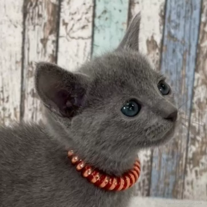 ID：2504-01097の子猫