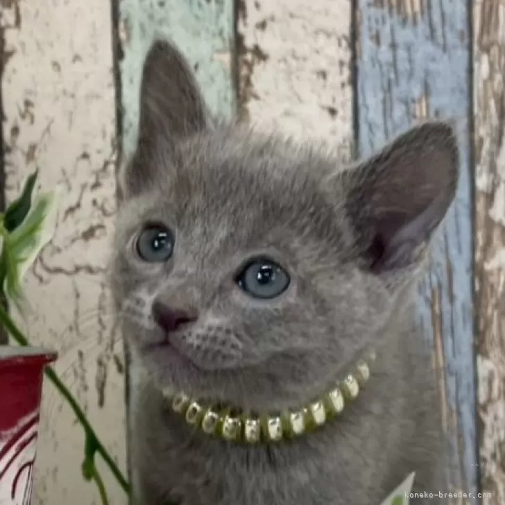 ID：2504-01096の子猫