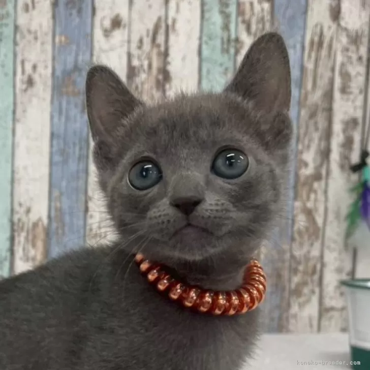 ID:2504-02233の子猫