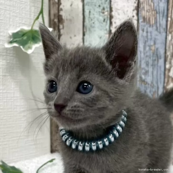 ロシアンブルー【北海道・男の子・2025年10月6日・ブルー】の写真1