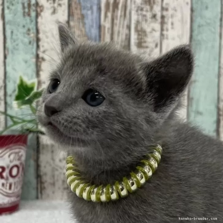 ID：2501-01452の子猫