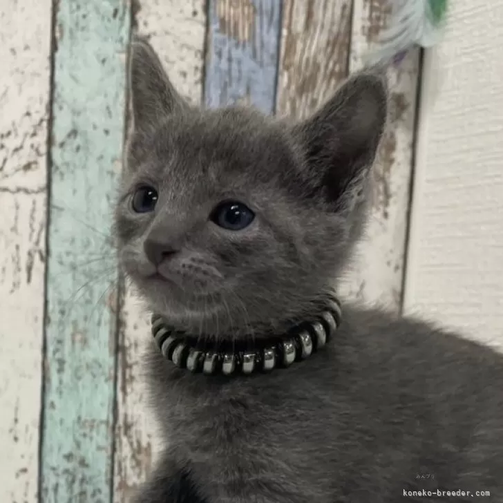 ID：2503-00256の子猫