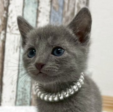 ロシアンブルー【北海道・男の子・2025年10月6日・ブルー】の写真「✨おもちゃ遊びが大好き男の子✨」