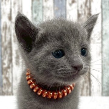 ロシアンブルー【北海道・男の子・2025年9月24日・ブルー】の写真「✨人懐っこくて甘えん坊の男の子✨」