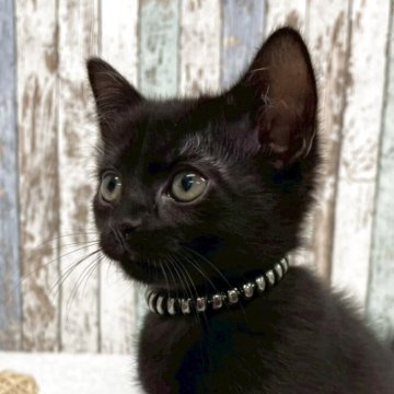 ボンベイ【北海道・男の子・2025年9月5日・ブラック】の写真「✨マイペースで穏やかな性格の男の子✨」