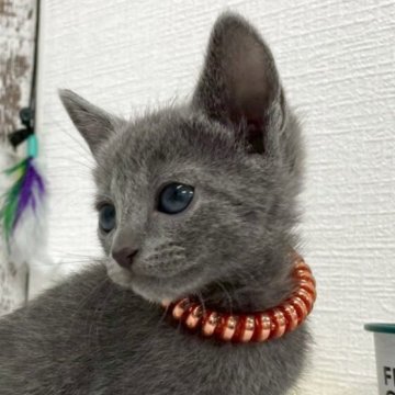 ロシアンブルー【北海道・女の子・2025年10月6日・ブルー】の写真「✨遊ぶの大好き、元気な女の子✨」