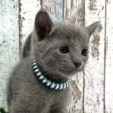 ロシアンブルー