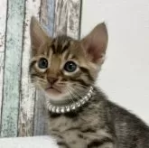 ベンガル