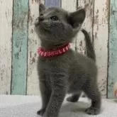 ロシアンブルー【北海道・女の子・2024年12月20日・ブルー】の写真1