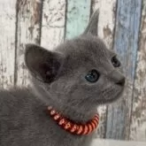 ロシアンブルー【北海道・男の子・2025年2月26日・ブルー】の写真1