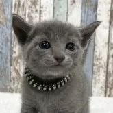 ロシアンブルー