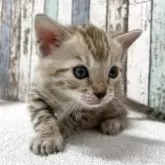 ベンガル