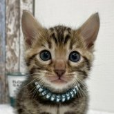 ベンガル