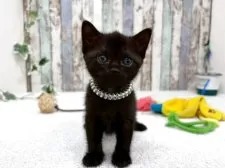 ボンベイ【北海道・女の子・2026年2月9日・ブラック】の写真2